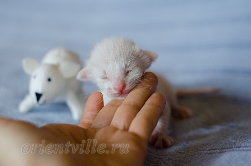 Сиамский котенок. 5 дней