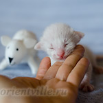 Сиамский котенок