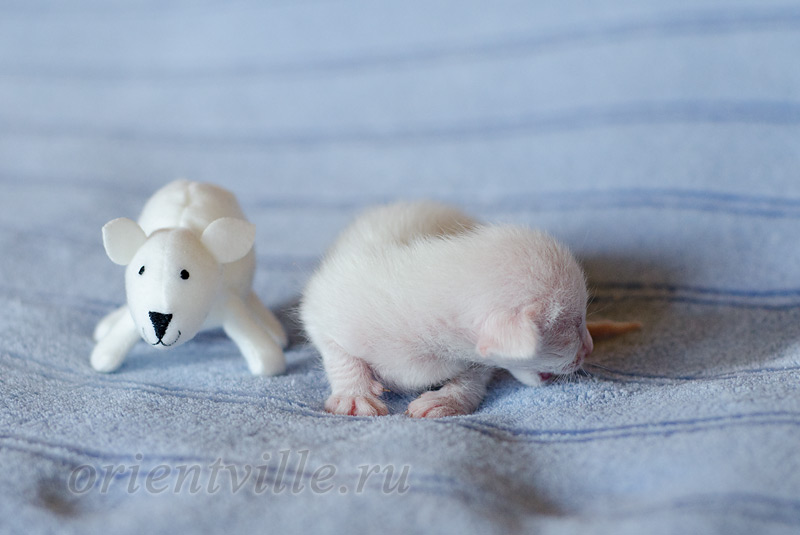 Сиамский котенок. 5 дней