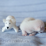 Сиамский котенок. 5 дней