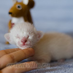 Сиамский котенок