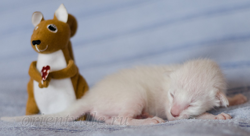 Сиамский котенок. 5 дней