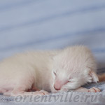 Сиамский котенок. 5 дней