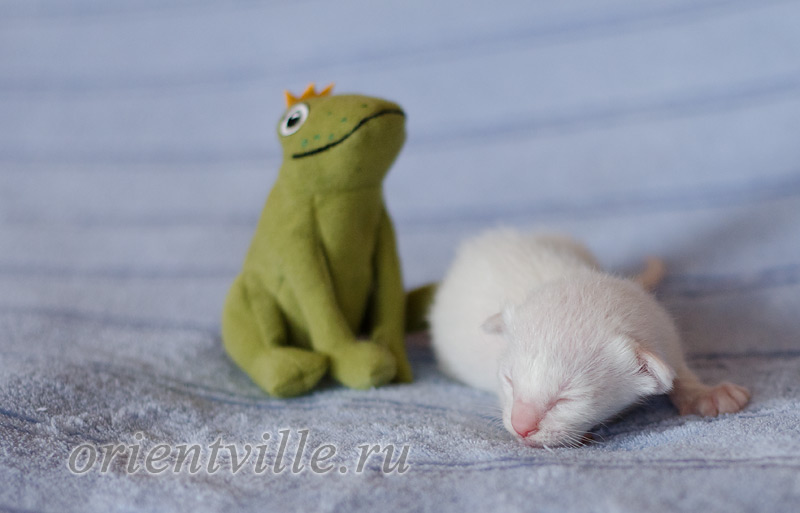 Сиамский котенок. 5 дней