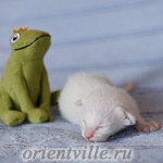 Сиамский котенок. 5 дней