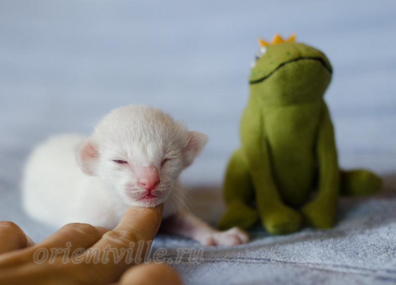 Сиамский котенок. 5 дней