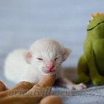 Сиамский котенок