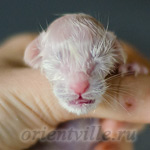 Сиамский котенок