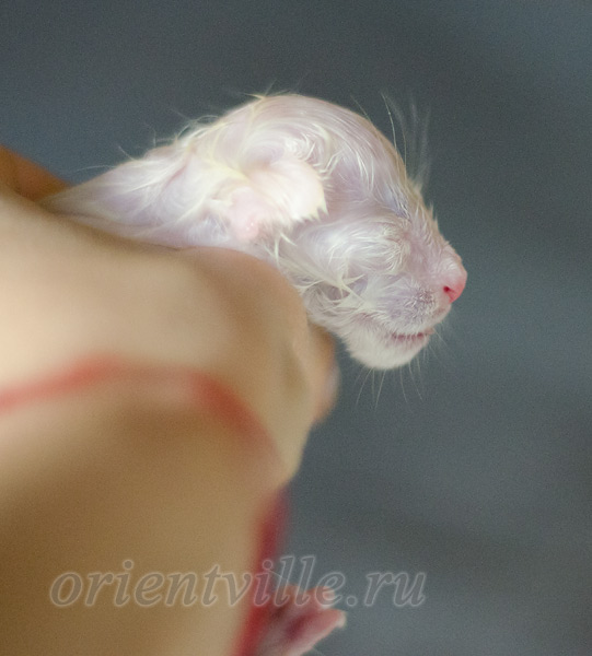 Новорожденный котенок