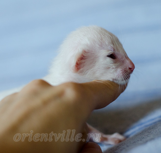 Сиамский котенок. 5 дней