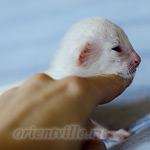 Сиамский котенок. 5 дней