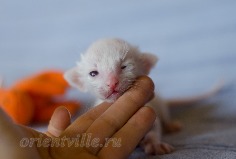 Сиамский котенок. 5 дней