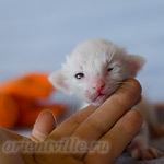 Сиамский котенок. 5 дней