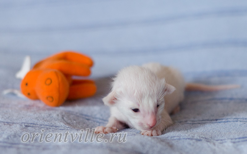 Сиамский котенок. 5 дней