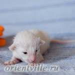 Сиамский котенок. 5 дней