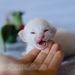 Сиамский котенок. 5 дней