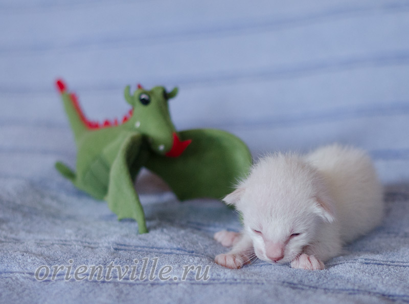 Сиамский котенок. 5 дней