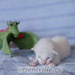 Сиамский котенок. 5 дней