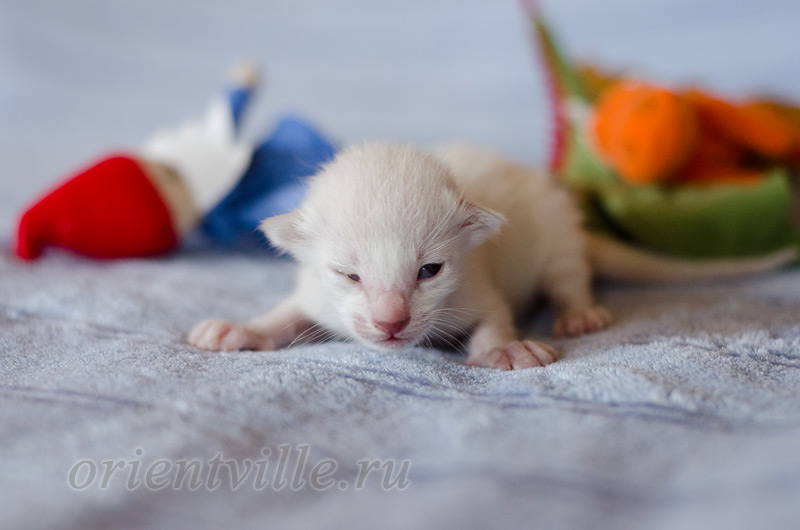 Сиамский котенок. 5 дней