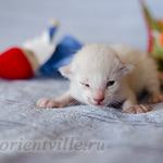 Сиамский котенок. 5 дней