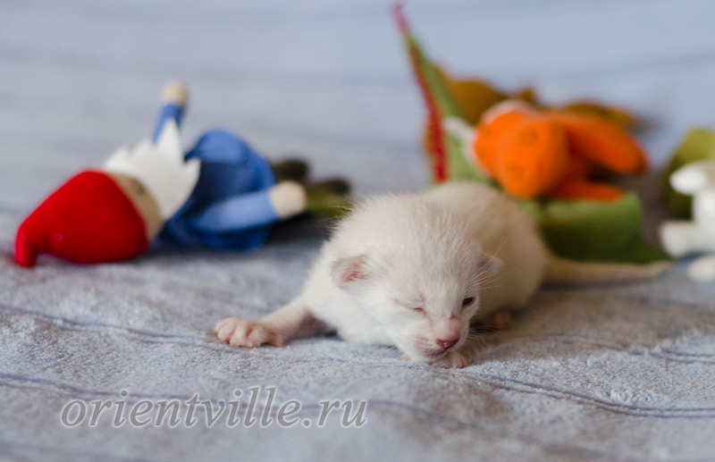 Сиамский котенок. 5 дней