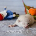 Сиамский котенок. 5 дней