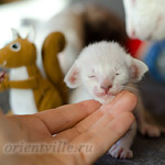 Сиамский котенок