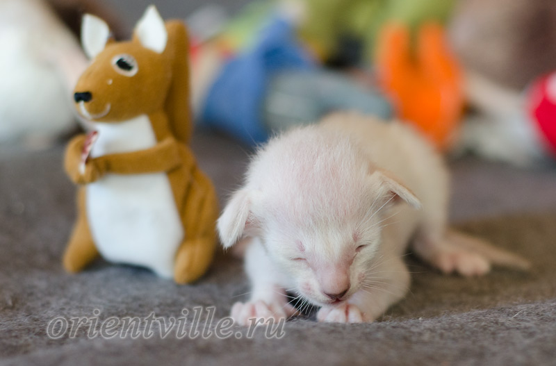 Сиамский котенок. 15 дней