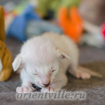 Сиамский котенок. 15 дней