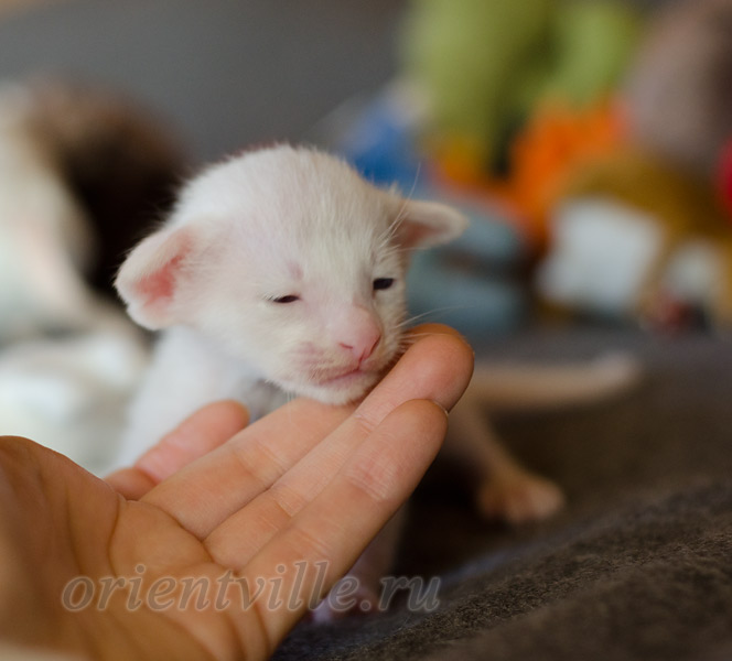 Сиамский котенок. 15 дней