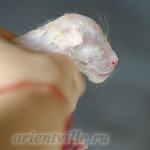 Новорожденный котенок