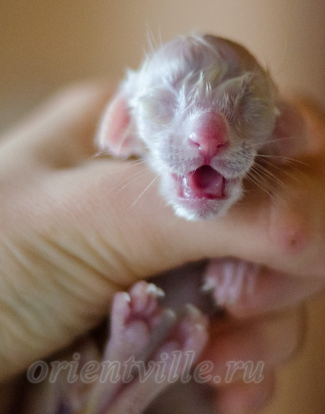 Новорожденный котенок