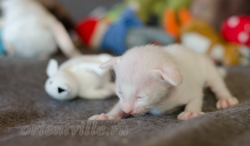 Сиамский котенок. 15 дней