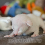 Сиамский котенок. 15 дней