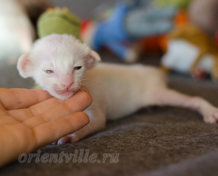 Сиамский котенок. 15 дней