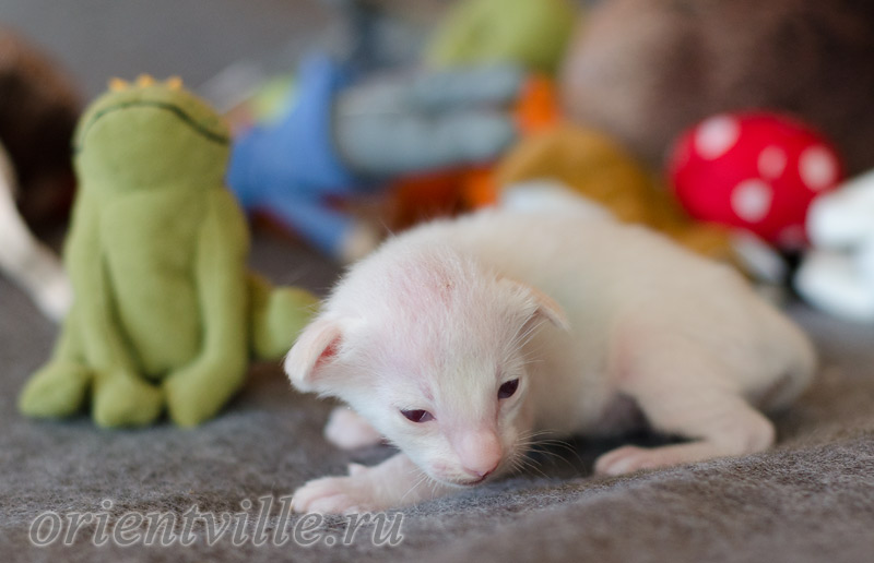 Сиамский котенок. 15 дней