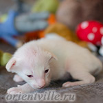 Сиамский котенок. 15 дней