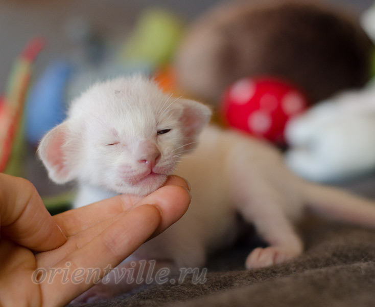 Сиамский котенок. 15 дней