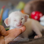 Сиамский котенок