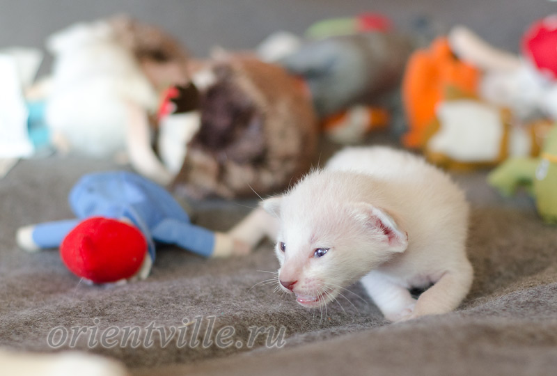 Сиамский котенок. 15 дней