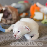 Сиамский котенок. 15 дней