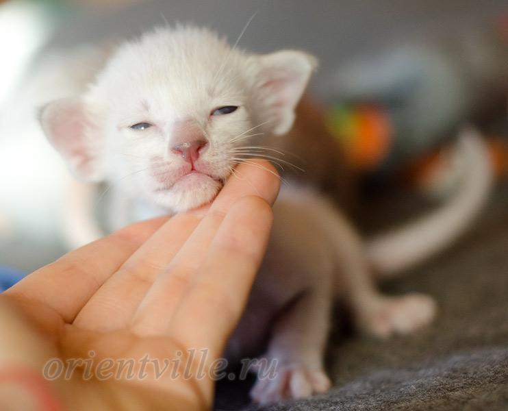Сиамский котенок. 15 дней