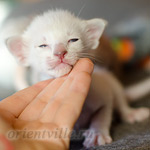 Сиамский котенок