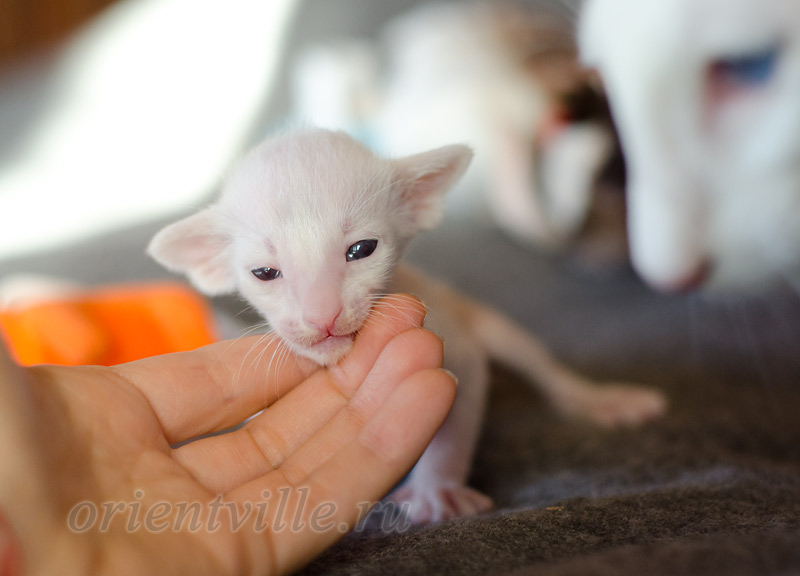 Сиамский котенок. 15 дней
