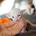 Сиамский котенок