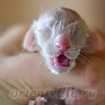 Сиамский котенок