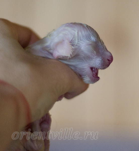 Новорожденный котенок