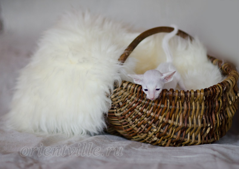 Сиамский котенок. 26 дней