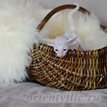 Сиамский котенок