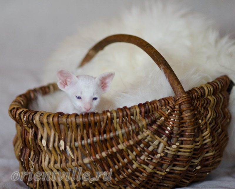 Сиамский котенок. 26 дней